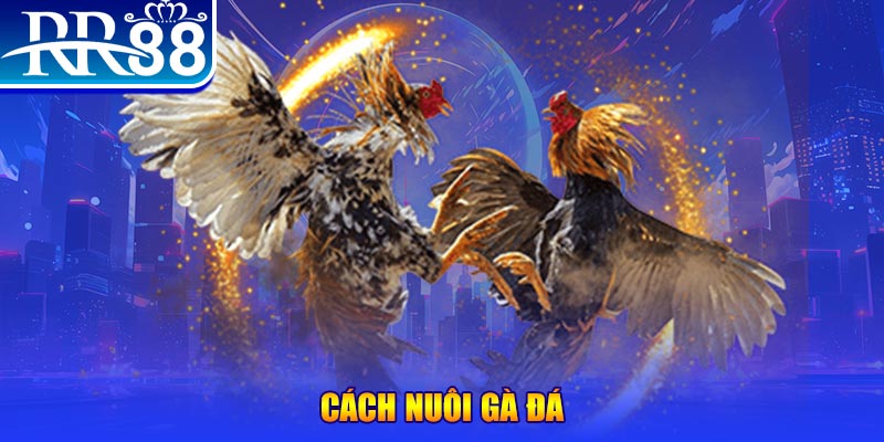bk88 sòng bạc Đăng ký